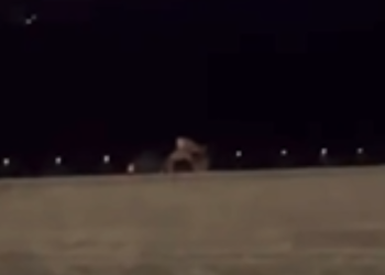 Casal no nheconheco é confundido com misura na praia da Ponta Negra; assista