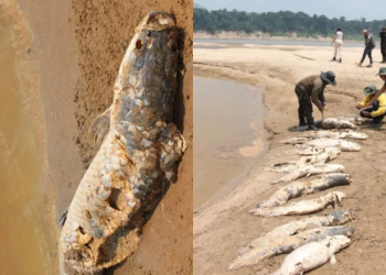 Menos de uma semana após morte de boto, pirarucus morrem em lago do Amazonas; Veja