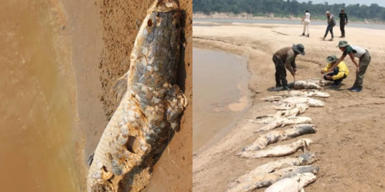 Menos de uma semana após morte de boto, pirarucus morrem em lago do Amazonas; Veja