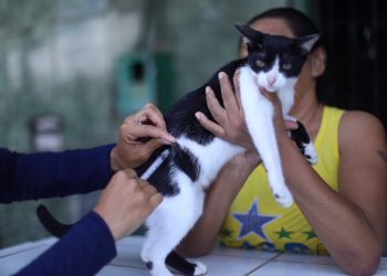 Vacinadores da campanha antirrábica da prefeitura visitam 11 bairros de Manaus, de 30/10 a 4/11