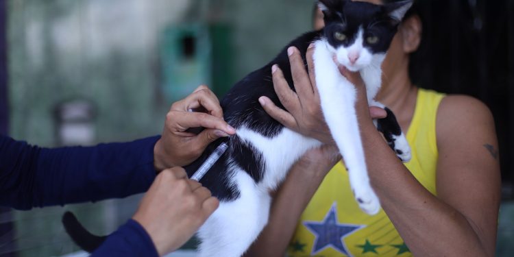 Vacinadores da campanha antirrábica da prefeitura visitam 11 bairros de Manaus, de 30/10 a 4/11