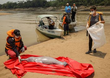 130 botos vermelhos e 23 tucuxis já morreram nas águas quentes do Lago de Tefé