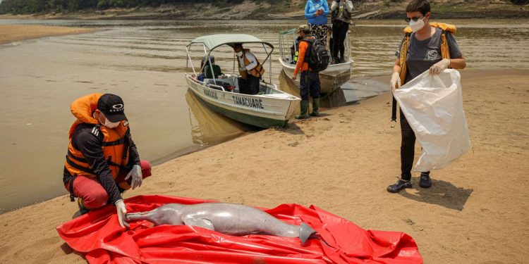 130 botos vermelhos e 23 tucuxis já morreram nas águas quentes do Lago de Tefé