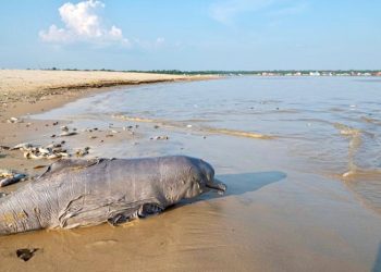 Mais de 170 botos já morreram por conta da seca que castiga o Amazonas