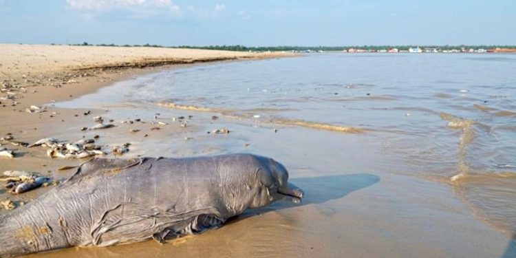 Mais de 170 botos já morreram por conta da seca que castiga o Amazonas