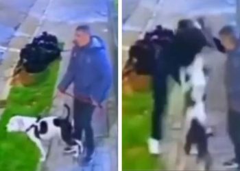 Doguinho salva dono de assalto; assista ao vídeo