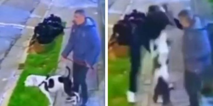 Doguinho salva dono de assalto; assista ao vídeo