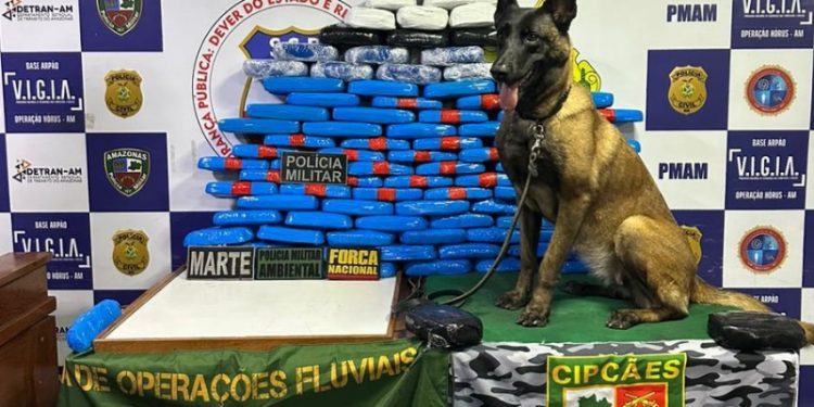 Cadela policial encontra mais de R$ 5 milhões em pasta-base de cocaína no Amazonas