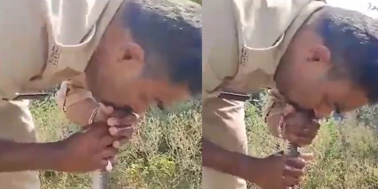 Vídeo: policial faz respiração boca a boca para salvar vida de cobra intoxicada