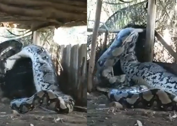 Vídeo de cobra ‘anaconda’ em aldeia indígena viraliza e choca internet; veja