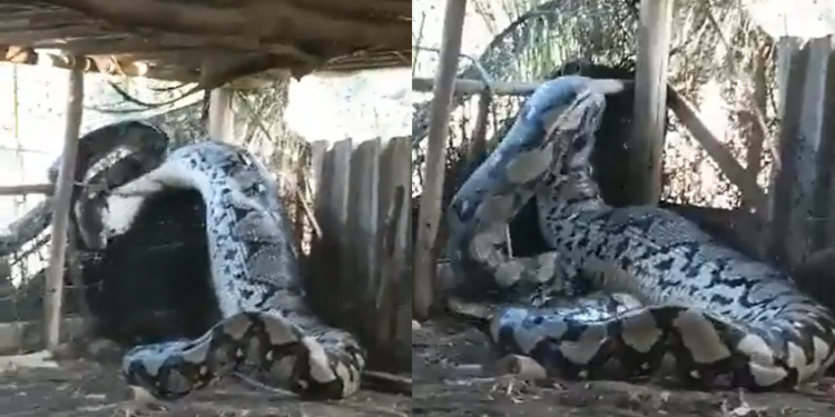 Vídeo de cobra ‘anaconda’ em aldeia indígena viraliza e choca internet; veja