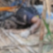 Corpo de homem é encontrado em avançado estado de decomposição em Manaus