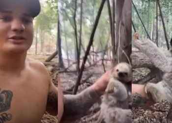 Vídeo: homem resgata Bicho-preguiça ao combater fogo na Amazônia:  ‘salvei uma vidazinha’