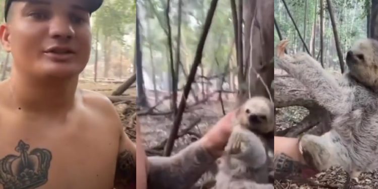 Vídeo: homem resgata Bicho-preguiça ao combater fogo na Amazônia:  ‘salvei uma vidazinha’