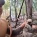 Vídeo: homem resgata Bicho-preguiça ao combater fogo na Amazônia:  ‘salvei uma vidazinha’