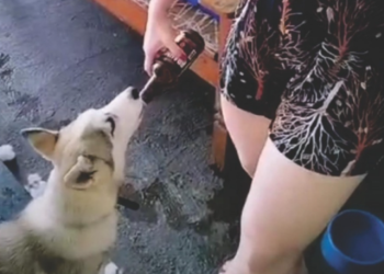 Mulher dá cerveja para cachorro e causa revolta; veja vídeo