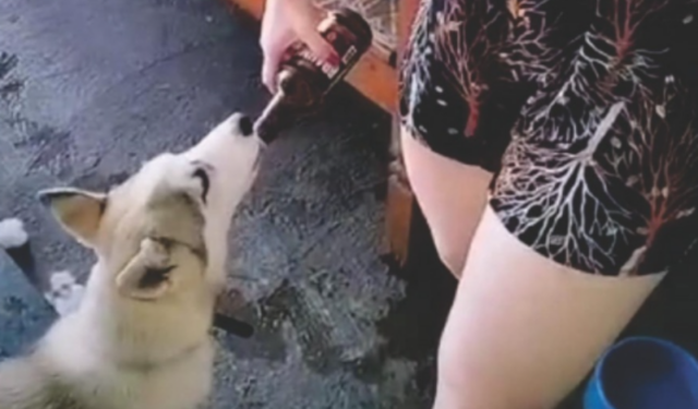 Mulher dá cerveja para cachorro e causa revolta; veja vídeo