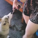 Mulher dá cerveja para cachorro e causa revolta; veja vídeo