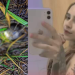 Família reconhece o corpo de jovem esquartejada por causa das tatuagens