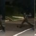 Vídeo de militar chutando animal silvestre causa furor no Amazonas; veja