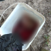 Cena forte: Ribeirinho sai para pescar em Manicoré e encontra feto em balde no rio