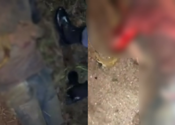 Vídeos: Homem é deixado para morrer em rodovia de Manacapuru com as pernas quebradas e todo espancado