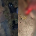 Vídeos: Homem é deixado para morrer em rodovia de Manacapuru com as pernas quebradas e todo espancado