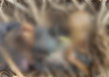 Ossada de pessoa com a identidade é abandonada por assassinos em Manaus; veja