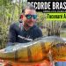 Em plena seca, homem pesca no Amazonas o maior tucunaré da história: ‘monstro’