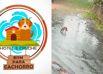 Vídeo mostra veterinária arremessando cachorros por cima de muro e causa revolta