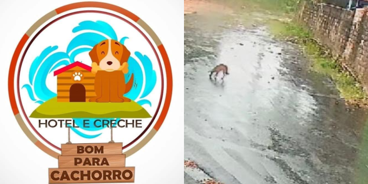 Vídeo mostra veterinária arremessando cachorros por cima de muro e causa revolta