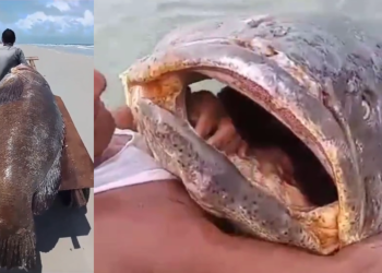 ​Peixe de 300 kg é encontrado morto em praia; vídeos