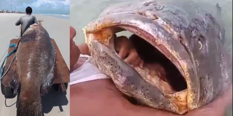 ​Peixe de 300 kg é encontrado morto em praia; vídeos