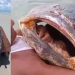 ​Peixe de 300 kg é encontrado morto em praia; vídeos