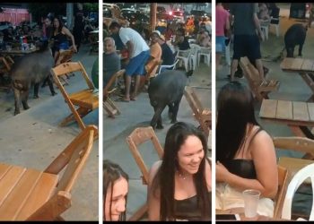 Anta na balada! desfile inesperado de animal em bar pega clientes de surpresa