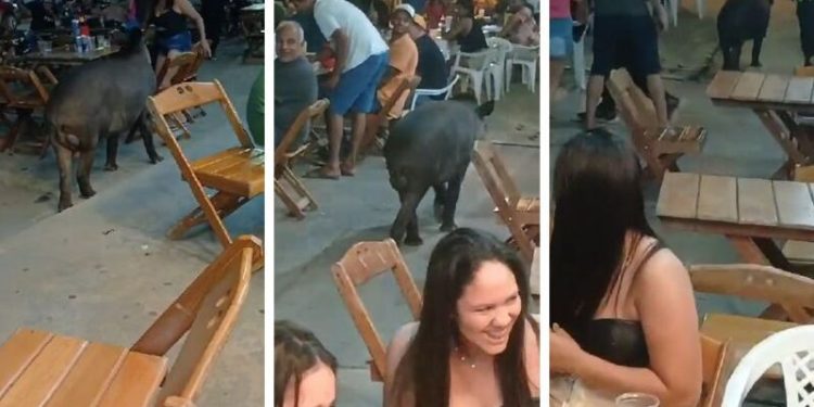 Anta na balada! desfile inesperado de animal em bar pega clientes de surpresa