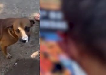 Vídeo: bandido oferece pizza para cão e acaba sem um pedaço da orelha durante assalto