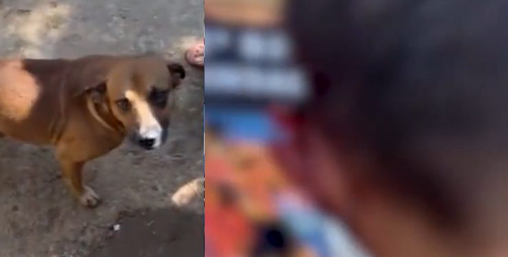 Vídeo: bandido oferece pizza para cão e acaba sem um pedaço da orelha durante assalto