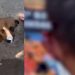 Vídeo: bandido oferece pizza para cão e acaba sem um pedaço da orelha durante assalto
