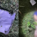 Facção tortura, mata homem a tiros e joga corpo em área de mata no Alvorada