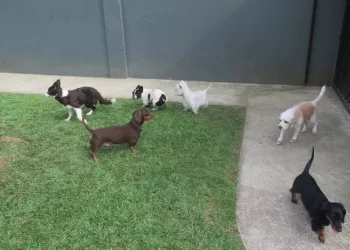 Em Manaus, dona de hotel para animais joga cachorros pelo muro e diz à polícia que foi ‘surto psicótico’