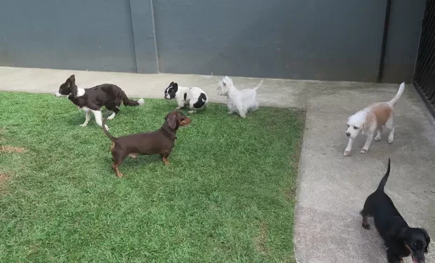 Em Manaus, dona de hotel para animais joga cachorros pelo muro e diz à polícia que foi ‘surto psicótico’