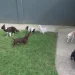 Em Manaus, dona de hotel para animais joga cachorros pelo muro e diz à polícia que foi ‘surto psicótico’