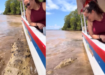 Vídeo: Turista viraliza ao ‘interagir’ com jacaré maceta ao lado de lancha no Amazonas