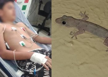 Menino é internado após comer lagartixa frita dada pela madrasta