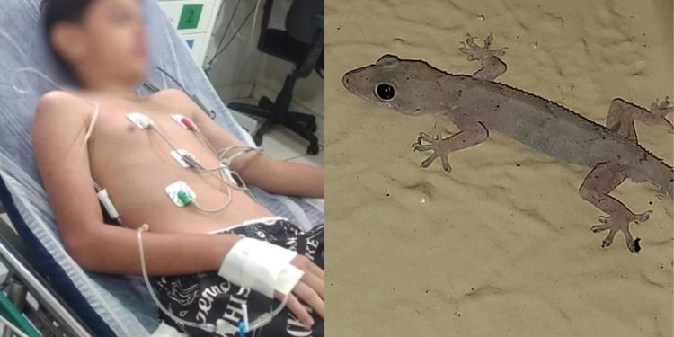 Menino é internado após comer lagartixa frita dada pela madrasta