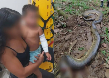 Garoto de 2 anos é atacado por sucuri de 6 metros enquanto os pais trabalhavam