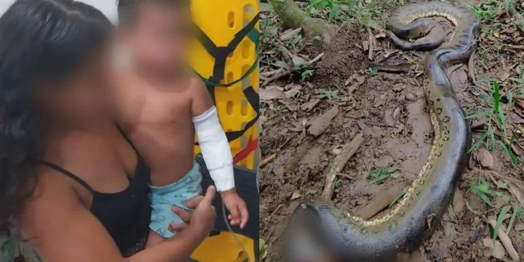 Garoto de 2 anos é atacado por sucuri de 6 metros enquanto os pais trabalhavam