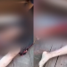 Vídeo: Jacaré morde jovem e quase arranca a perna dele no interior do Amazonas