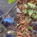 Vídeo: Rocam passa o rodo em bandidos armados no mato, em Manaus